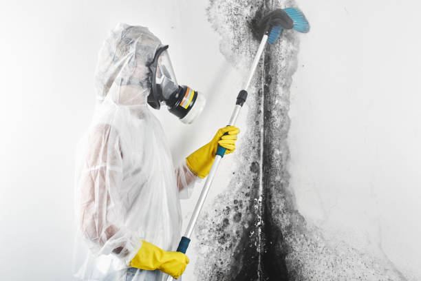 Best Basement Mold Removal  in Los Ranchos, CA