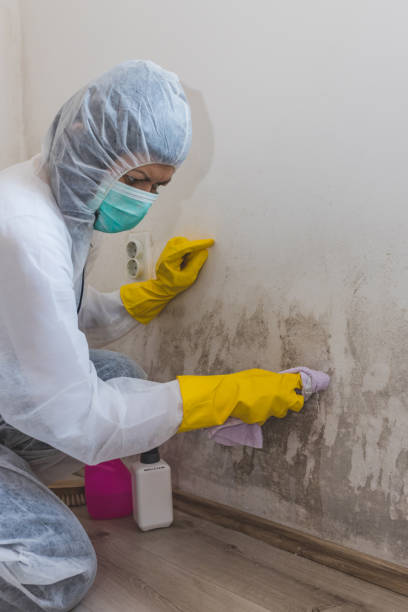 Best Mold Remediation for Healthcare Facilities  in Los Ranchos, CA