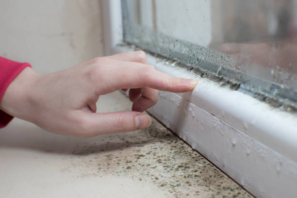 Best Environmental Consulting for Mold Prevention  in Los Ranchos, CA