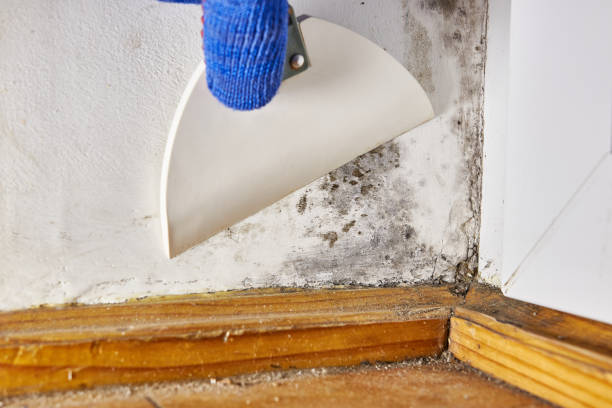 Mold Documentation for Insurance Claims in Los Ranchos, CA