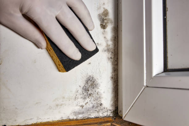 Professional Mold Removal in Los Ranchos, CA